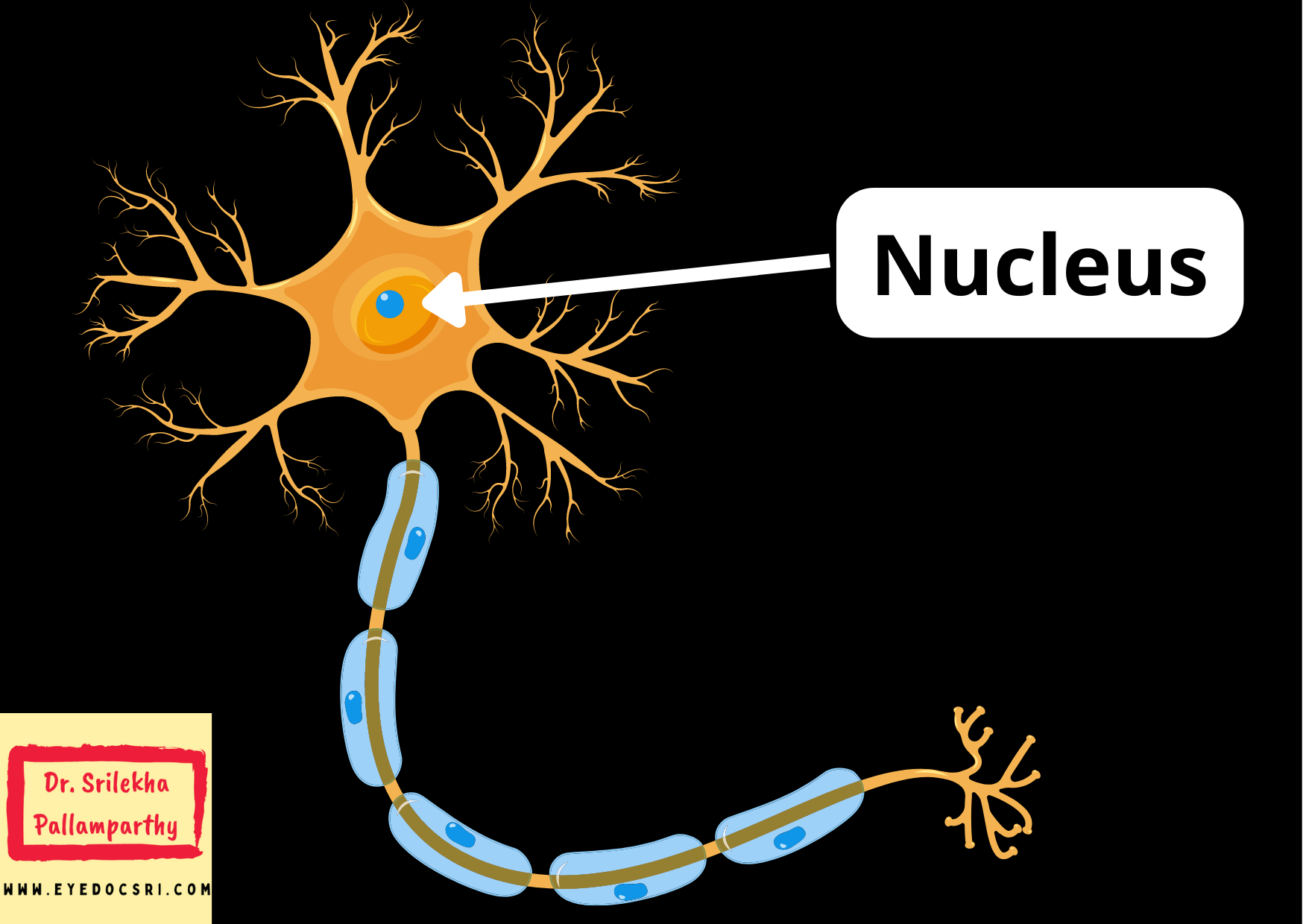 what-is-a-nerve-cell-dr-srilekha-pallamparthy