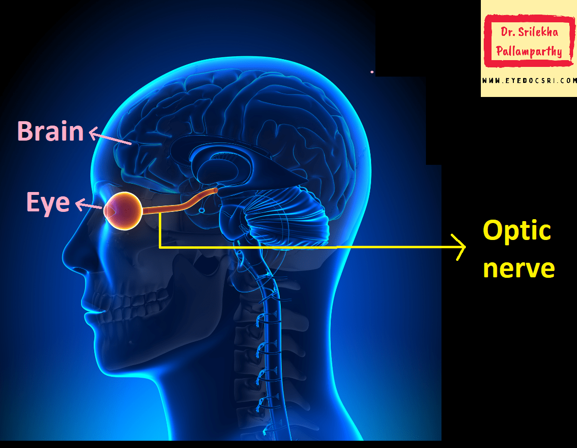 What is an optic nerve head??? Dr. Srilekha Pallamparthy
